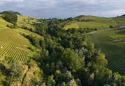 Vineyards Tour